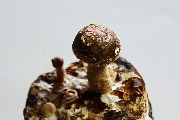 포토 JPG 해외이미지 음식 자연 건강 동양인 사람없음 약 중식 일본 중국 버섯 성장 유기농 내추럴 해외202004 해외포토 웰빙 아시아 의학 인종 생태계 파일형식 이미지허브