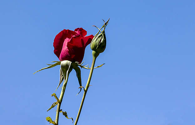 포토 JPG 해외이미지 식물 계절 공원 꽃잎 꽃 문화 분홍색 여행 백그라운드 잎 꽃무늬 밭 오렌지 자연 하늘 연꽃 풍경 사람없음 야외 장식 빨간색 물 여름 파란색 빛 컬러풀 햇빛 노란색 정원 맑음 보라색 봄 활발 벚꽃 흰색 연못 신선 개화 6월 원예 장면 내추럴 패드 해외202004 해외포토 자연요소 공공시설 컬러 컨셉 무늬 농업 과일 날씨 취미 태양 날짜 생태계 파일형식 이미지허브