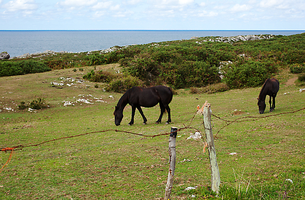 포토 JPG 해외이미지 동물 남자 스포츠 바다 포즈 백그라운드 자연 파노라마 이야기 풍경 성인 사람없음 울타리 반려동물 농장 점프 힘 회색 자유 분노 흰색 시골 승마 군중 큼 방목 속도 귀 갈기 목 고립 단아함 동물상 무료 우수 챔피언 힘찬 쓰다듬기 해외202004 해외포토 감정 컬러 컨셉 농업 모션 촬영기법 사람 신체부위 담장 조형물 축산업 크기 절기 생태계 파일형식 이미지허브