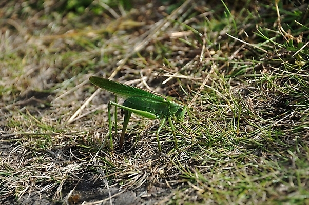 포토 JPG 해외이미지 곤충 잎 자연 사람없음 초록색 계란 벌레 큼 위치 메뚜기 해외202004 해외포토 식물 동물 컬러 알 크기 생태계 파일형식 이미지허브