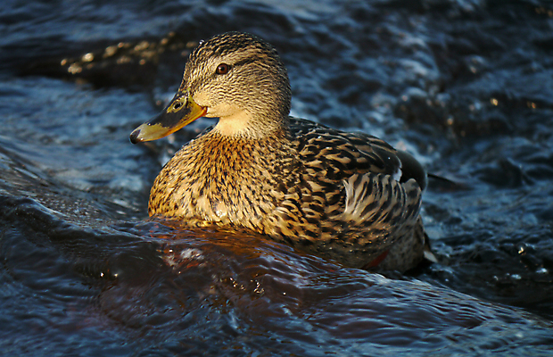 포토 JPG 해외이미지 동물 1 계절 여자 호수 야생동물 겨울 날개 자연 조류 오리 서기 사람없음 야외 옆모습 초록색 물 머리 얼음 봄 추위 흰색 연못 가득함 깃털 오브젝트 싱글 서리 부리 청둥오리 민물 양발 해외202004 해외포토 자연요소 뷰포인트 컬러 모션 사람 신체부위 생태계 파일형식 이미지허브