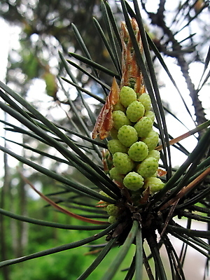 포토 JPG 해외이미지 식물 계절 유럽 자연 사람없음 초록색 봄 벚꽃 숲 러시아 원뿔 해외202004 해외포토 도형 꽃 나라 컬러 생태계 파일형식 이미지허브