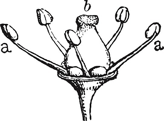 EPS 해외이미지 꽃 선 일러스트 해부 미술 검은색 수확 흰색 그림 판화 꽃수술 해외202004 해외일러스트 식물 컬러 농업 의학 문화예술 파일형식 벡터 이미지허브