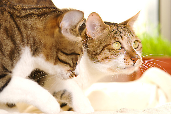 포토 JPG 해외이미지 동물 응시 포즈 장난 놀이 수염 주택 털 실내 사람없음 반려동물 귀여움 고양이 게임 흰색 표현 모피 호기심 싱글 솜털 유래 해외202004 해외포토 시선 감정 컬러 컨셉 포유류 내부 건물 파일형식 이미지허브