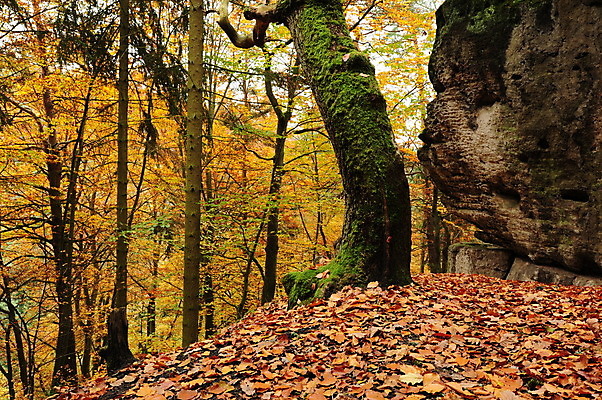 포토 JPG 해외이미지 나무 계절 공원 백그라운드 잎 오렌지 자연 아침 풍경 사람없음 야외 목재 빨간색 초록색 빛 컬러풀 햇빛 태양 노란색 환경 안개 가을 숲 신비 공상 내추럴 뿌연 해외202004 해외포토 주간 자연요소 식물 공공시설 컬러 컨셉 과일 재료 날씨 생태계 파일형식 이미지허브