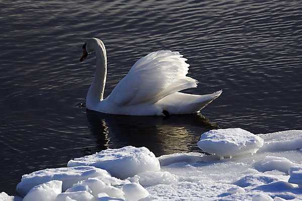 포토 JPG 해외이미지 동물 호수 물결 야생동물 여행 컨셉 2 날개 자연 조류 사람없음 야외 옆모습 물 빛 반려동물 강 반사 평화 얼음 침묵 고요 흰색 연못 신선 우아함 순수 깃털 백조 지역 목 내추럴 단아함 해외202004 해외포토 자연요소 뷰포인트 컬러 신체부위 소리 생태계 파일형식 이미지허브