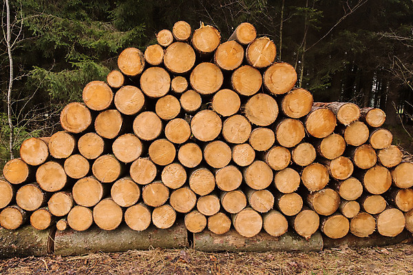 포토 JPG 해외이미지 모양 나무 계절 산업 벽 겨울 패턴 자연 추상 아이디어 미술 사람없음 목재 쌓기 시골 소나무 원형 그룹 변화 선택 숲 장작 자르기 묘사 오브젝트 에코 질감 통나무 잡동사니 내추럴 벌목 생태학 수목 많음 해외202004 해외포토 도형 식물 교육 컨셉 무늬 재료 모션 문화예술 환경 생태계 파일형식 이미지허브