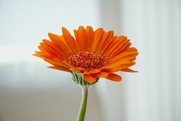 포토 JPG 해외이미지 식물 디자인 계절 꽃잎 꽃 줄기 꽃다발 백그라운드 꽃무늬 패턴 오렌지 탁자 선물 사람없음 장식 빨간색 초록색 물 여름 컬러풀 노란색 정원 꽃병 봄 성장 벚꽃 흰색 신선 닫기 싱글 흰배경 데이지 꽃가루 거베라 내추럴 고립 해외202004 해외포토 자연요소 컬러 가구 무늬 과일 모션 가루 파일형식 이미지허브