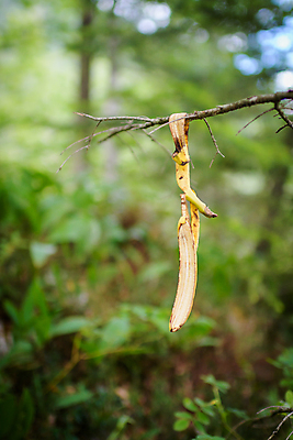 포토 JPG 해외이미지 나무 1 공원 음식 백그라운드 과일 자연 바나나 사람없음 야외 목재 노란색 껍질 유머 쓰레기 폐기물 위험 피부 묘사 해외202004 해외포토 식물 공공시설 감정 컬러 컨셉 재료 신체부위 생태계 파일형식 이미지허브