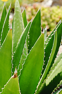 포토 JPG 해외이미지 식물 잎 자연 선인장 사람없음 초록색 정원 사막 가시 황무지 닫기 척추 묘사 스파이크 내추럴 세기 이국적 해외202004 해외포토 컬러 모션 뼈 생태계 파일형식 이미지허브