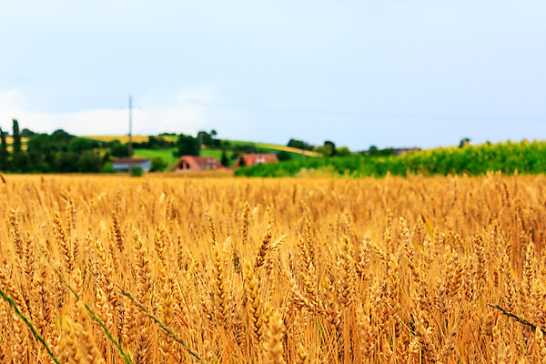 포토 JPG 해외이미지 구름 빵 밭 자연 하늘 씨앗 풍경 사람없음 여름 파란색 농작물 농장 노란색 활발 성장 시골 땅 시리얼 밀 장면 넘어짐 호밀 수평선 해외202004 해외포토 자연요소 식물 계절 음식 컬러 컨셉 농업 모션 곡류 생태계 파일형식 이미지허브