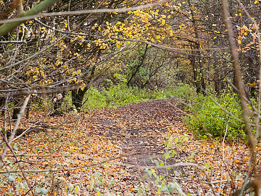 포토 JPG 해외이미지 나무 식물 응시 계절 공원 도로 길 여행 낙엽 잎 자국 자연 산 풍경 사람없음 야외 여름 컬러풀 햇빛 태양 일출 일몰 봄 활발 하이킹 가을 시골 황금 숲 오솔길 먼지 격려 내추럴 선로 해외202004 해외포토 자연요소 시선 공공시설 감정 컬러 컨셉 교통시설 모션 레저 노을 생태계 파일형식 이미지허브