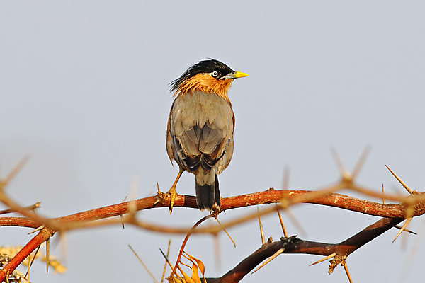 포토 JPG 해외이미지 나무 동물 아시아 얼굴 야생동물 백그라운드 날개 자연 조류 사람없음 야외 목재 가로 초록색 컬러풀 머리 환경 나뭇가지 막대기 닫기 숲 깃털 꼬리 부리 서식지 생태학 이국적 해외202004 해외포토 식물 교육 나라 컬러 재료 모션 신체부위 생태계 파일형식 이미지허브