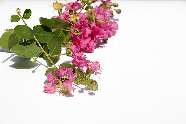 포토 JPG 해외이미지 나무 꽃 분홍색 잎 하늘 사람없음 초록색 파란색 우주 정원 맑음 봄 인도인 원예 라일락 남쪽 해외202004 해외포토 외국인 식물 계절 컬러 날씨 동양인 취미 방향 파일형식 이미지허브