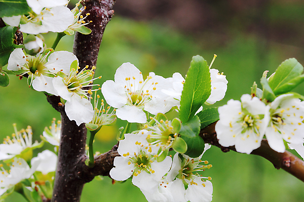 포토 JPG 해외이미지 나무 식물 계절 공원 꽃잎 꽃 줄기 백그라운드 잎 꽃무늬 자연 건강 사람없음 야외 초록색 정원 일본 맑음 봄 성장 벚꽃 흰색 나뭇가지 신선 개화 체리 닫기 4월 묘사 부드러움 동쪽 내추럴 해외202004 해외포토 공공시설 아시아 컬러 무늬 과일 모션 날씨 감각 날짜 방향 생태계 파일형식 이미지허브