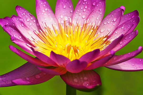 포토 JPG 해외이미지 식물 꽃잎 꽃 아시아 호수 줄기 분홍색 잎 연꽃 동양인 풍경 사람없음 초록색 정원 중국 어둠 고요 봄 벚꽃 백합 관목 순수 생물학 향기 신성 동쪽 거인 내추럴 패드 이국적 해외202004 해외포토 나무 계절 교육 나라 컬러 컨셉 인종 방향 냄새 파일형식 이미지허브