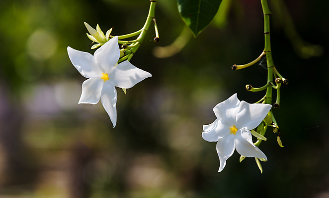 포토 JPG 해외이미지 나무 식물 공원 꽃잎 꽃 음식 백그라운드 잎 꽃무늬 태국 자연 연꽃 사람없음 장식 초록색 물 여름 노란색 스파 봄 벚꽃 흰색 신선 난초 달콤 벌레 큼 쌍둥이 냄새 꽃가루 더블 똑같은 숭배 해외202004 해외포토 자연요소 계절 공공시설 아시아 컬러 곤충 무늬 가족 맛 크기 가루 생태계 파일형식 이미지허브