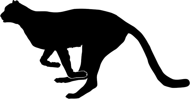 EPS 해외이미지 동물 캐릭터 디자인 야생동물 일러스트 포유류 자연 동물원 황무지 만화 그림 생물학 치타 고립 해외202004 해외일러스트 일러캐릭터 교육 생태계 파일형식 벡터 이미지허브