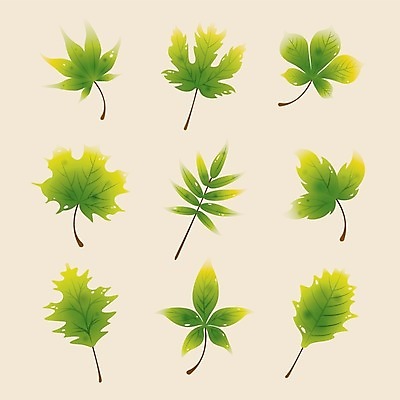 EPS 해외이미지 디자인 단풍 잎 패턴 일러스트 자연 추상 장식 초록색 노란색 가을 수집 고립 해외202004 해외일러스트 식물 계절 컬러 무늬 생태계 파일형식 벡터 이미지허브