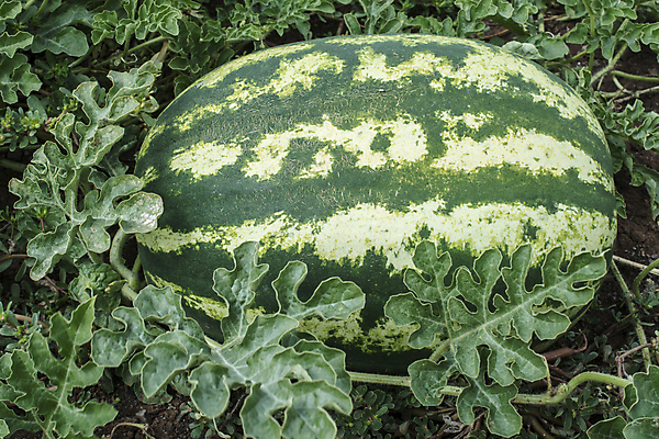 포토 JPG 해외이미지 식물 음식 밭 농업 다이어트 채소 과일 자연 수박 건강 사람없음 가로 초록색 물 여름 농장 정원 수확 성장 시골 신선 원형 달콤 멜론 유기농 원예 장면 숙성 세련 해외202004 해외포토 자연요소 도형 웰빙 계절 산업 컬러 취미 맛 생태계 파일형식 이미지허브