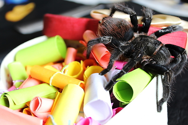 포토 JPG 해외이미지 동물 곤충 백그라운드 잎 자연 사람없음 빨간색 초록색 검은색 흰색 독약 닫기 위험 무서움 무릎 거미 고립 해외202004 해외포토 식물 감정 컬러 컨셉 모션 신체부위 생태계 파일형식 이미지허브