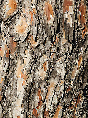 포토 JPG 해외이미지 나무 식물 백그라운드 패턴 건조 사람없음 갈색 껍질 소나무 거친 닫기 숲 묘사 질감 나무껍질 층 전나무 옛날 해외202004 해외포토 컬러 무늬 모션 파일형식 이미지허브