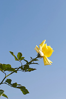 포토 JPG 해외이미지 식물 꽃 백그라운드 잎 꽃무늬 자연 하늘 선물 사랑 사람없음 파란색 장미 노란색 정원 봄 벚꽃 신선 심볼 해외202004 해외포토 계절 감정 컬러 무늬 생태계 파일형식 이미지허브