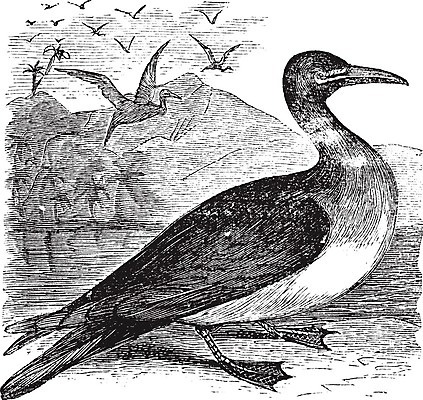 EPS 해외이미지 동물 척추동물 야생동물 바다 날개 일러스트 조류 미술 계란 검은색 수확 골동품 흰색 춤 둥지 깃털 그림 육식동물 판화 짝짓기 동물상 옛날 해외202004 해외일러스트 컬러 농업 문화예술 조형물 알 파일형식 벡터 이미지허브