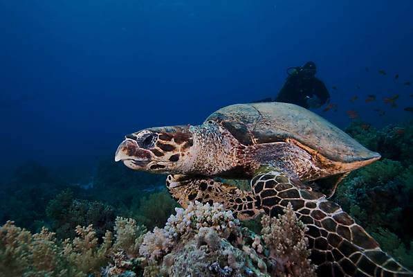 포토 JPG 해외이미지 동물 한마리 남자 야생동물 바다 파충류 자연 이집트 성인 사람없음 옆모습 물 수중 껍질 거북이 암초 홍해 멸종 해외202004 해외포토 자연요소 1 뷰포인트 아프리카 사람 생태계 파일형식 이미지허브