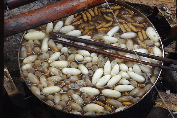 포토 JPG 해외이미지 전통 아시아 곤충 농업 요리 사람없음 시골 직물 냄비 실크 라오스 끓이기 옛날 핸드메이드 해외202004 해외포토 동물 나라 산업 모션 솥 파일형식 이미지허브