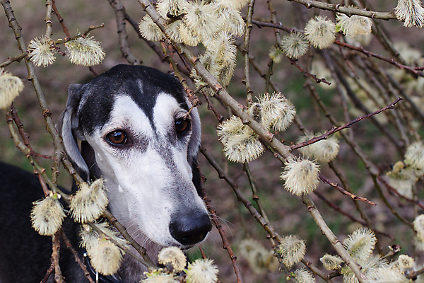 포토 JPG 해외이미지 나무 식물 동물 1 응시 꽃 자연 사람없음 가로 반려동물 머리 검은색 봄 흰색 개 매끈함 4월 버드나무 만족 사냥개 육식동물 해외202004 해외포토 시선 계절 감정 컬러 포유류 신체부위 감각 날짜 생태계 파일형식 이미지허브