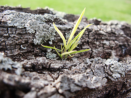포토 JPG 해외이미지 나무 식물 자연 사람없음 초록색 환경 봄 성장 시골 신선 허브 해외202004 해외포토 계절 컬러 생태계 파일형식 이미지허브