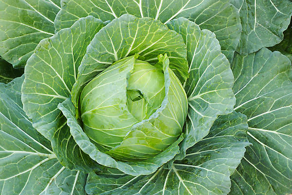 포토 JPG 해외이미지 식물 1 음식 잎 농업 채소 재료 자연 사람없음 초록색 신선 싱글 유기농 원예 양배추 날것 채소밭 채식주의자 세련 해외202004 해외포토 웰빙 산업 컬러 밭 취미 생태계 채식 파일형식 이미지허브