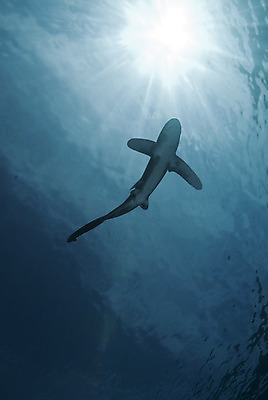 포토 JPG 해외이미지 한마리 바다 사람없음 바닷속 상어 멸종 해외202004 해외포토 1 어류 수중 파일형식 이미지허브