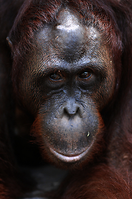 포토 JPG 해외이미지 동물 척추동물 응시 남자 아시아 얼굴 야생동물 새끼 거실 포유류 청소년 자연 털 종류 성인 사람없음 갈색 숲 열대우림 인도네시아 슛 유인원 원시시대 말레이시아 배려 인구 지능 테마 해외202004 해외포토 시선 나라 컬러 사람 신체부위 역사 생태계 파일형식 이미지허브