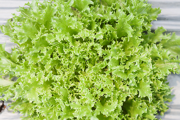 포토 JPG 해외이미지 식물 산업 음식 잎 농업 채소 자연 건강 사람없음 초록색 물 농장 환경 정원 놀이방 샐러드 성장 신선 유기농 예방 빙산 밭일 온실 해외202004 해외포토 자연요소 웰빙 컬러 생태계 파일형식 이미지허브