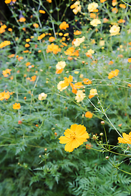 포토 JPG 해외이미지 식물 꽃잎 꽃 아시아 백그라운드 꽃무늬 밭 오렌지 자연 풍경 사람없음 야외 초록색 여름 컬러풀 노란색 환경 정원 맑음 봄 활발 벚꽃 시골 아기 신선 황금 순수 묘사 코스모스 꽃가루 강렬 많음 해외202004 해외포토 계절 나라 컬러 컨셉 무늬 농업 과일 날씨 사람 가루 생태계 파일형식 이미지허브