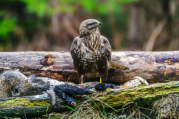 포토 JPG 해외이미지 동물 1 응시 유럽 야생동물 겨울 날개 자연 조류 아침 서기 사람없음 가로 맑음 나뭇가지 숲 위험 먹이 깃털 사냥 부리 독수리 육식동물 공격적 동물상 해외202004 해외포토 주간 나무 시선 계절 나라 컨셉 모션 날씨 조형물 생태계 파일형식 이미지허브