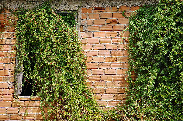 포토 JPG 해외이미지 식물 외관 벽 백그라운드 컨셉 잎 패턴 건축양식 창문 자연 표면 날씨 추상 벽돌 주택 사람없음 건물 빨간색 초록색 힘 성장 도시 덩굴 버리기 폐허 질감 뿌리 포도나무 아이비 내추럴 썩음 옛날 해외202004 해외포토 건축물 건축 컬러 무늬 모션 과일나무 생태계 파일형식 이미지허브