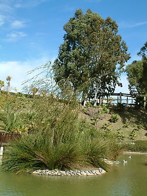 포토 JPG 해외이미지 나무 호수 야생동물 하늘 휴식 오리 잔디 사람없음 물 거북이 해외202004 해외포토 자연요소 식물 동물 컨셉 파충류 조류 파일형식 이미지허브