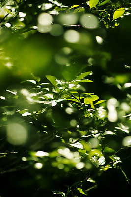 포토 JPG 해외이미지 식물 건축물 계절 백그라운드 잎 패턴 오렌지 자연 사람없음 초록색 빛 봄 가을 신선 닫기 숲 묘사 유기농 질감 섬유 내추럴 채식주의자 해외202004 해외포토 웰빙 건축 컬러 무늬 과일 모션 직물 생태계 채식 파일형식 이미지허브
