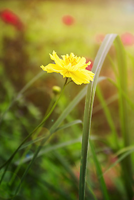 포토 JPG 해외이미지 식물 계절 꽃잎 꽃 백그라운드 꽃무늬 밭 자연 사람없음 초록색 여름 햇빛 노란색 정원 맑음 봄 활발 성장 벚꽃 신선 개화 데이지 보케 내추럴 블러 해외202004 해외포토 컬러 컨셉 무늬 농업 날씨 태양 생태계 파일형식 이미지허브
