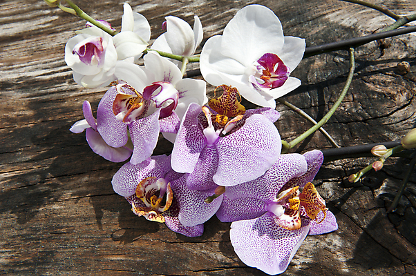 포토 JPG 해외이미지 식물 꽃 분홍색 꽃무늬 사람없음 스파 나뭇가지 난초 해외202004 해외포토 나무 컬러 무늬 파일형식 이미지허브