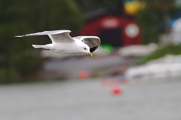 포토 JPG 해외이미지 동물 야생동물 음식 백그라운드 날개 모션 자연 갈매기 조류 하늘 낚시 어류 사람없음 야외 초록색 물 머리 환경 힘 소리 회색 흰색 황무지 공격 집중 깃털 속도 부리 감시 시끄러움 내추럴 레이더 비명 생존 정확 해외202004 해외포토 자연요소 컬러 컨셉 레저 신체부위 수중동물 생태계 파일형식 이미지허브