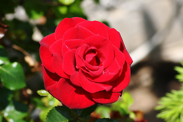 포토 JPG 해외이미지 꽃 백그라운드 농업 자연 사람없음 야외 빨간색 컬러풀 장미 정원 봄 소프트포커스 해외202004 해외포토 식물 계절 산업 컬러 촬영기법 생태계 파일형식 이미지허브