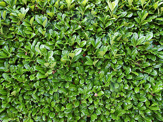 포토 JPG 해외이미지 식물 공원 꽃 벽 백그라운드 잎 꽃무늬 패턴 밭 자연 벽지 추상 사람없음 야외 초록색 울타리 환경 정원 봄 시골 거친 닫기 보호 파편 허브 타일 생태계 질감 복고 아이비 내추럴 생태학 해외202004 해외포토 계절 공공시설 교육 컬러 컨셉 무늬 농업 모션 담장 파일형식 이미지허브