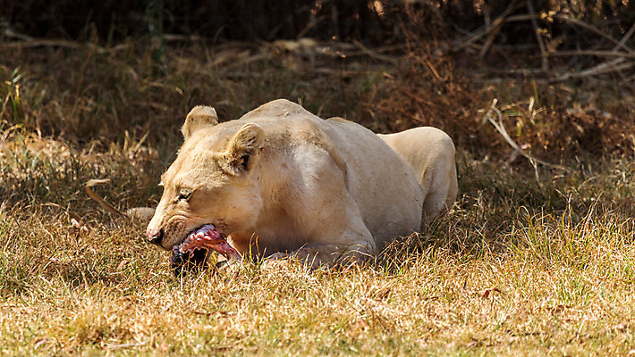 포토 JPG 해외이미지 동물 야생동물 음식 포유류 아프리카 육류 사람없음 식사 고양이 위험 사자 큼 먹기 사파리 육식동물 웅장함 해외202004 해외포토 나라 컨셉 식재료 모션 반려동물 크기 파일형식 이미지허브