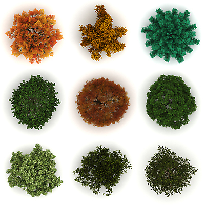 포토 JPG 해외이미지 나무 식물 디자인 계절 백그라운드 잎 오렌지 자연 사람없음 초록색 환경 흰색 나뭇가지 소나무 내추럴 고립 엘리먼트 해외202004 해외포토 컬러 과일 생태계 파일형식 이미지허브