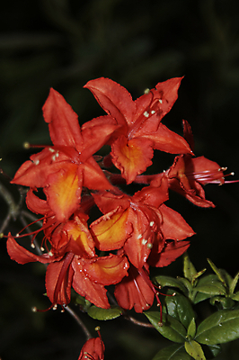 포토 JPG 해외이미지 식물 공원 꽃잎 꽃 분홍색 잎 자연 그림자 씨앗 사람없음 초록색 빛 햇빛 정원 보라색 봄 활발 벚꽃 개화 진달래 시트 꽃수술 파스텔톤 해외202004 해외포토 계절 공공시설 컬러 컨셉 태양 생태계 파일형식 이미지허브