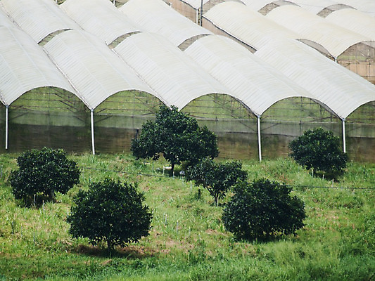 포토 JPG 해외이미지 나무 식물 아시아 문화 농업 채소 자연 지붕 사람없음 야외 초록색 농장 정원 성장 유기농 원예 말레이시아 밭일 온실 해외202004 해외포토 웰빙 나라 산업 컬러 취미 생태계 파일형식 이미지허브